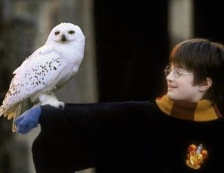'Harry Potter' Fans Resurrect their Favourite Characters