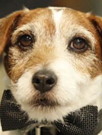  Uggie The Dog