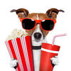 Cine505