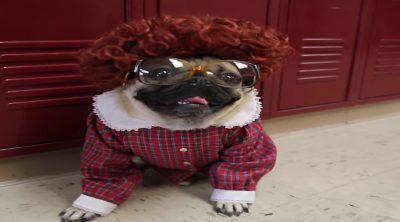 'Stranger Things': Stranger Pugs