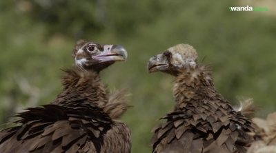 'El bosque ibérico' Trailer