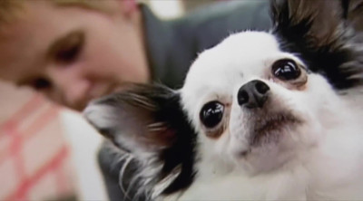 Trailer 'Best in Show' (2000)