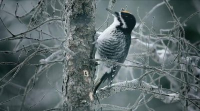 First teaser Fargo season two